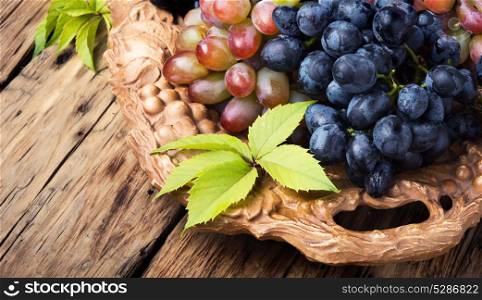 autumn ripe grapes. tray with ripe brushes of grapevine of autumn varieties