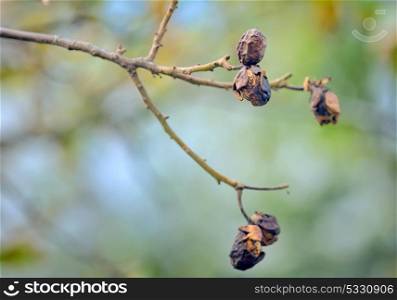 Autumn ripe walnut tree