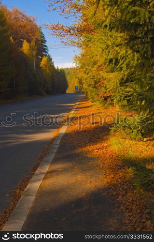 Autumn Road - Empty Road in Autumn Forest