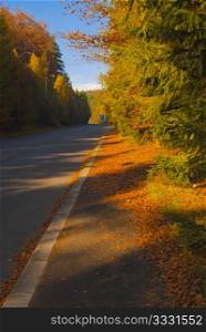 Autumn Road - Empty Road in Autumn Forest