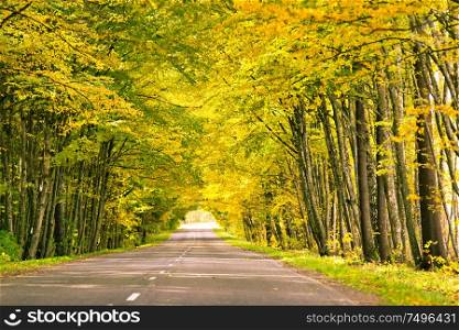 autumn road in forest. Romantic alley in national park with colorful trees and sunlight. Fall season natural background