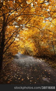 Autumn road in the park