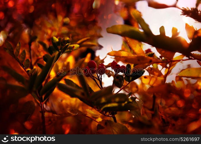 Autumn rowan tree