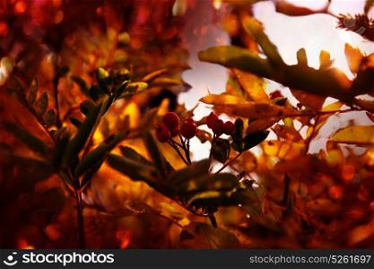 Autumn rowan tree
