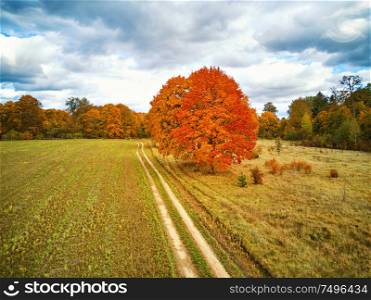 Autumn rural scene. Old park with red maples trees, agriculture field and dirt country road. Fall season weather cloudy sky. Nadneman park, Belarus