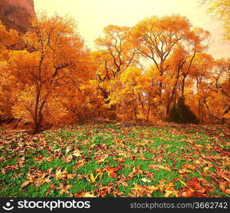 autumn scene