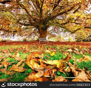 Autumn scene