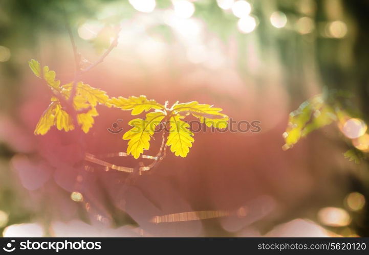 autumn scene