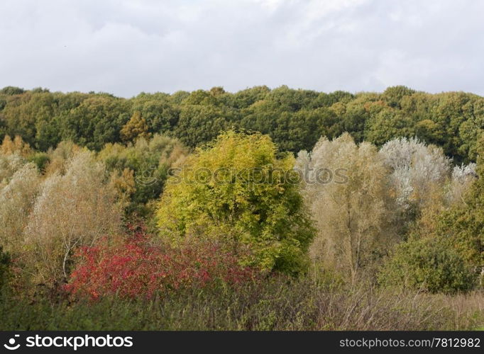 Autumn Scene. Autumn colours in Highwoods, Colchester, England.