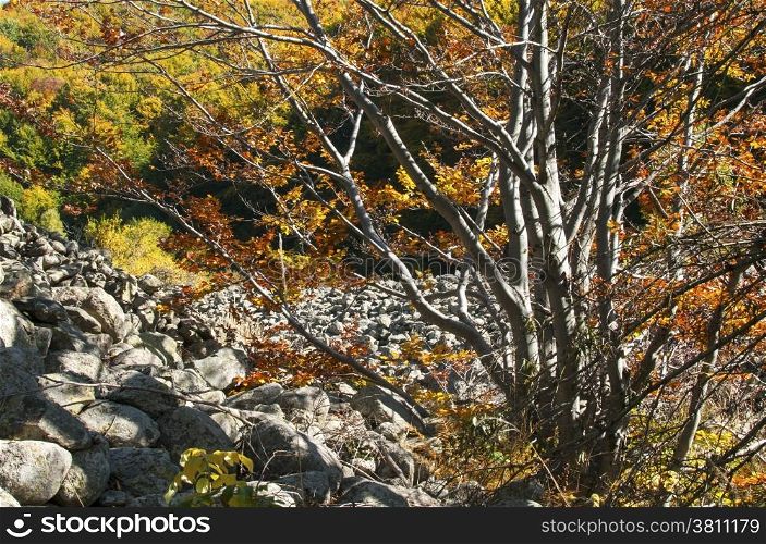 Autumn scene in mountain in sunny day