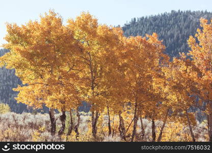 Autumn scene in yellow tones. Fall background.