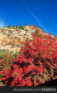 Autumn scene in Zion