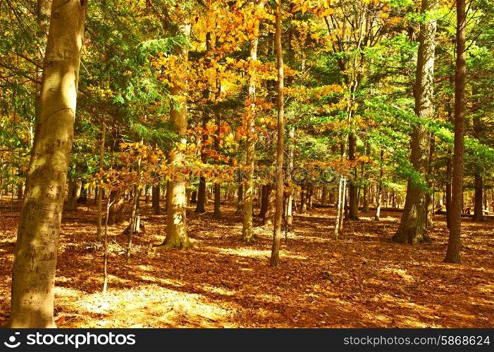 Autumn scene landscape at Letchworth State Park
