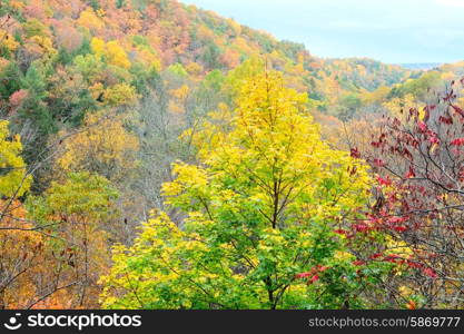 Autumn scene landscape at Robert H. Treman State Park