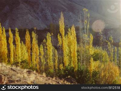 Autumn scene of morning sunlight lit poplar trees in Hunza valley. Gilgit Baltistan, Pakistan.
