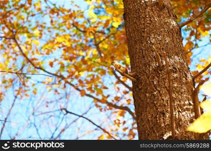 Autumn scene with chipmunk somewhere in New England