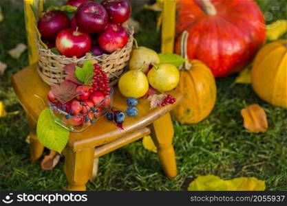 Autumn scene with plants, pumpkins, apples in a wicker basket, ceramic pots, wooden chair, vintage style, composition in the garden, outdoors.. Autumn scene with plants, pumpkins, apples in a wicker basket, ceramic pots, wooden chair, vintage style, composition in the garden.