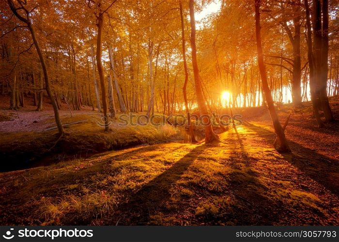 Autumn scenery. Beautiful gold fall in forest.