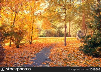 Autumn scenery. Beautiful gold fall in park.
