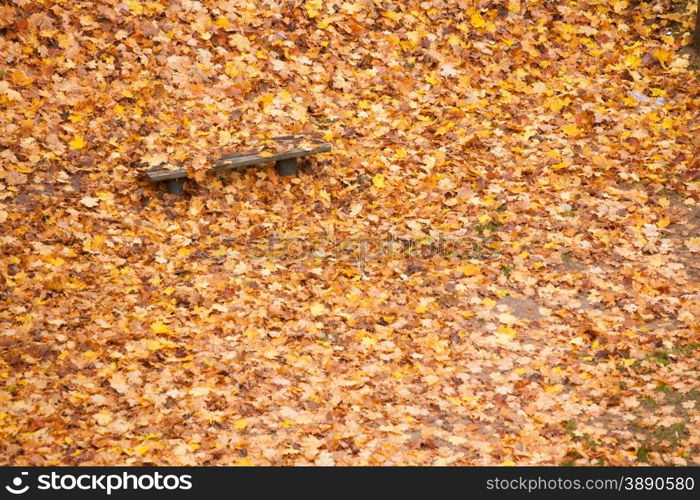 Autumn scenery. Bench and brown orange maple leaves in city park, beautiful gold fall.