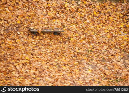 Autumn scenery. Bench and brown orange maple leaves in city park, beautiful gold fall.