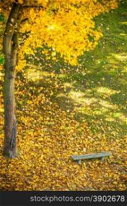 Autumn scenery. Bench and yellow orange maple leaves in city park, beautiful gold fall.