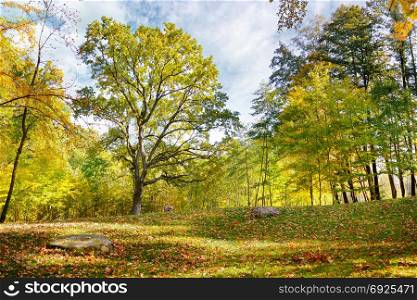 Autumn scenery in beautiful forest