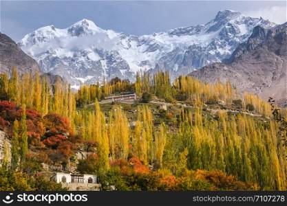 Autumn scenery in Hunza valley. Colorful leaves and trees with snow capped Ultar sar mountain in Karakoram range. Gilgit Baltistan, Pakistan.
