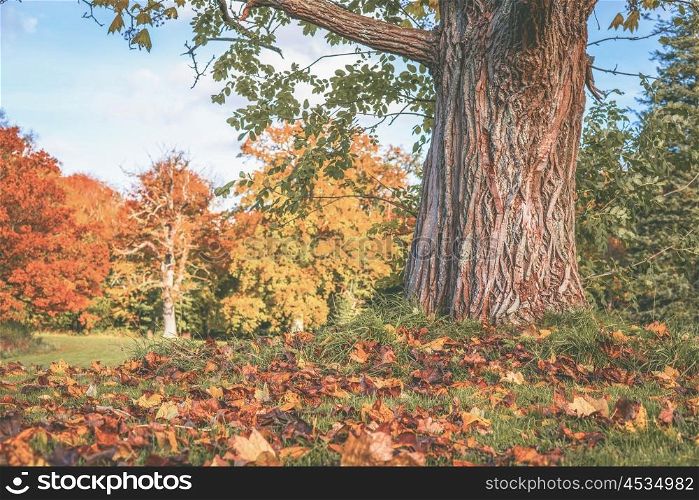 Autumn scenery with a large tree and maple leaves beneath