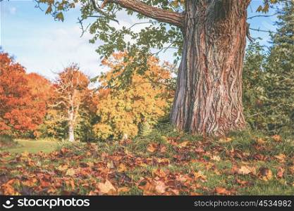 Autumn scenery with a large tree and maple leaves beneath