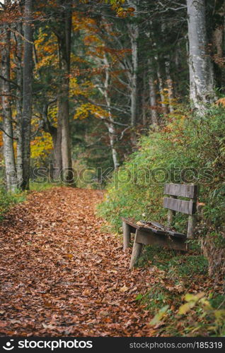 Autumn scenery with a wooden bench on the side of an alley covered with colorful fallen leaves, on an October morning, in Fussen, Bavaria, Germany.