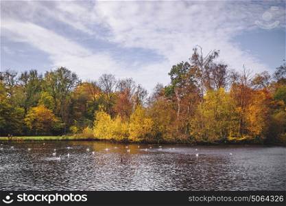 Autumn scenery with colorful autumn trees around a lake with birds