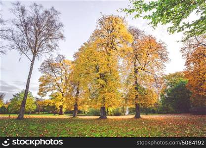 Autumn scenery with colorful yellow trees in a park in autumn with leaves on the ground in the fall