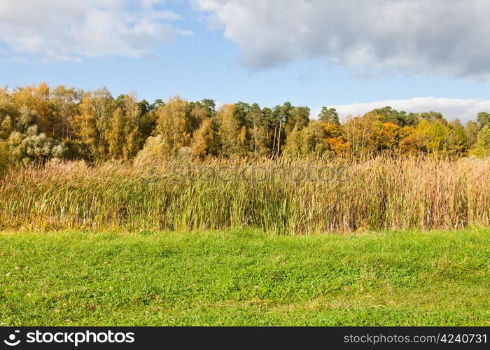 autumn scenery with forest and rush meadow