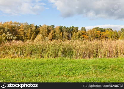 autumn scenery with forest and rush meadow