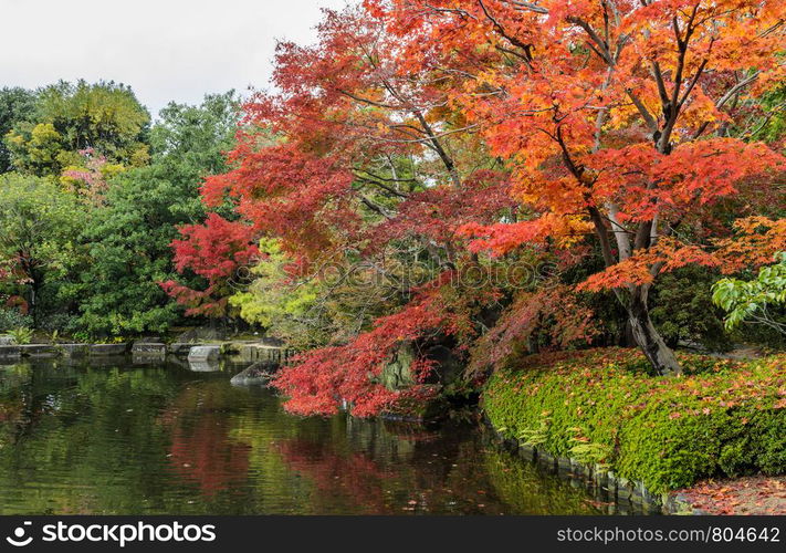 Autumn scenery with red maple trees and pond of Kokoen garden in Himeji, Japan