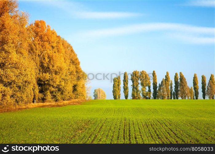 Autumn scenery with winter wheat field