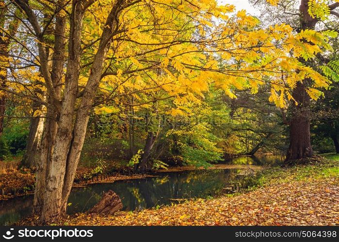 Autumn scenery with yellow leaves on trees near a small river in autumn with reflection of the beautiful autumn colors in the lake