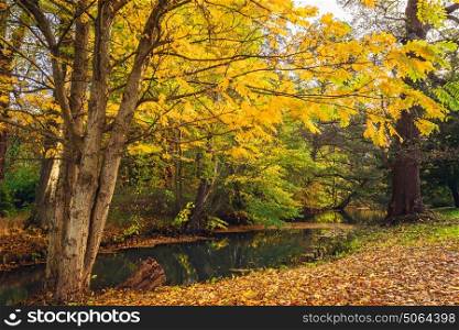 Autumn scenery with yellow leaves on trees near a small river in autumn with reflection of the beautiful autumn colors in the lake
