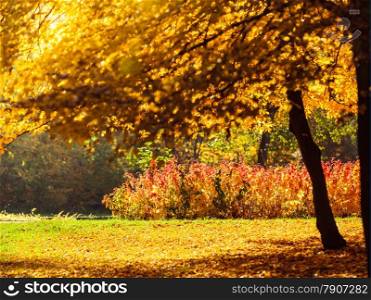 Autumn scenery. Yellow orange leaves trees and lushes in city park, beautiful gold fall.