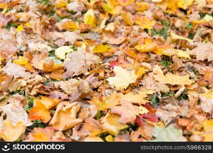 autumn, season and nature concept - close up of fallen maple leaves on grass