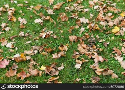 autumn, season and nature concept - close up of fallen maple leaves on grass