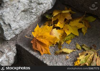 autumn, season and nature concept - close up of fallen maple leaves on stone stairs