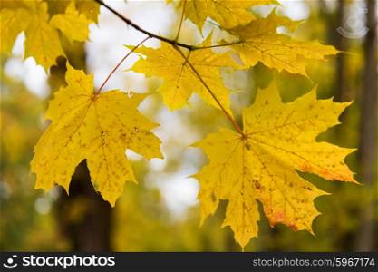 autumn, season and nature concept - close up of maple leaves on brunch outdoors