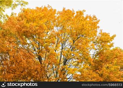 autumn, season and nature concept - close up of maple tree outdoors