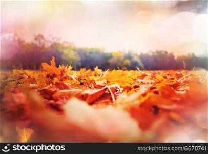 Autumn season. Autumn scene in yellow tones