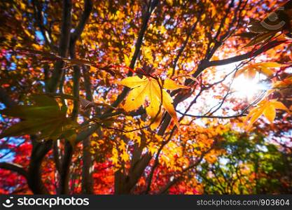Autumn season colorful of leaves in Sapporo Hokkaido Japan