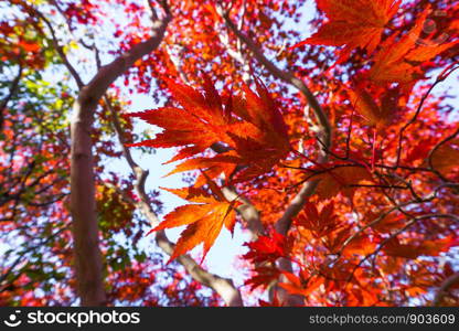 Autumn season colorful of leaves in Sapporo Hokkaido Japan