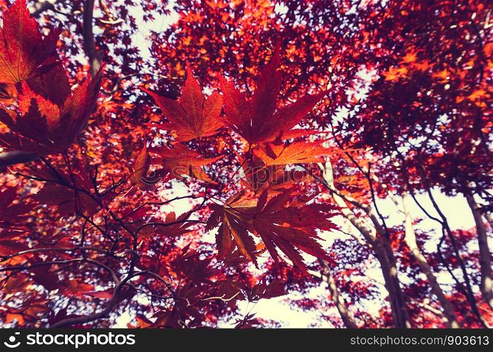 Autumn season colorful of leaves in Sapporo Hokkaido Japan