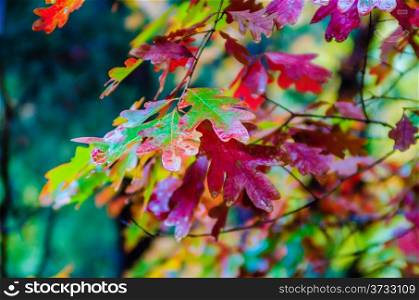 autumn season colors at neightborhood park